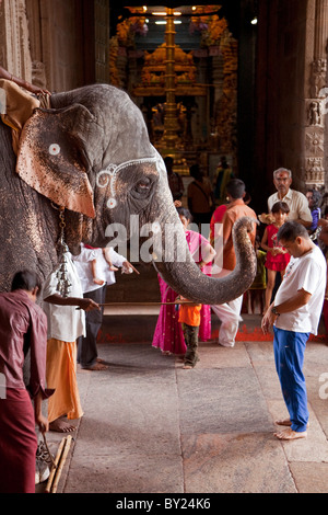India, Madurai. Un uomo è benedetta da un santo elefante nella Meenakshi Sundereshwara Tempio. Foto Stock
