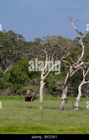 Elefanti a Buttawa Wewa lake in Yala NP, Sri Lanka durante la stagione umida. Foto Stock