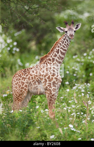Un giovane Maasai giraffe in Kenya s Tsavo ovest del Parco Nazionale. Foto Stock