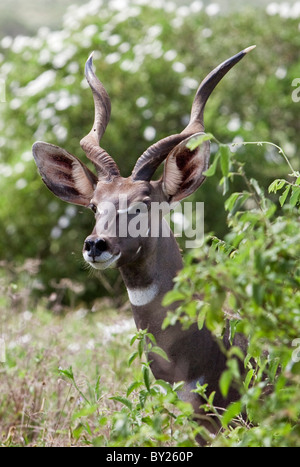 Un' ammenda lesser kudu in Kenya s Tsavo ovest del Parco Nazionale. Foto Stock