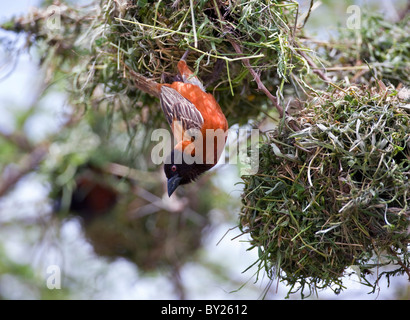 Un maschio di Chesnut Weaver pause mentre costruendo il suo nido in un albero di acacia sulle pianure di Tsavo ovest del Parco Nazionale durante il Foto Stock