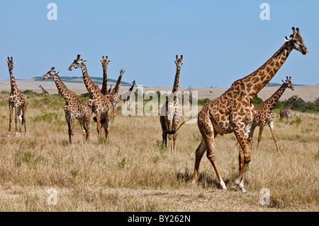 Una mandria di Maasai giraffe sulle pianure del Masai Mara riserva nazionale. Foto Stock