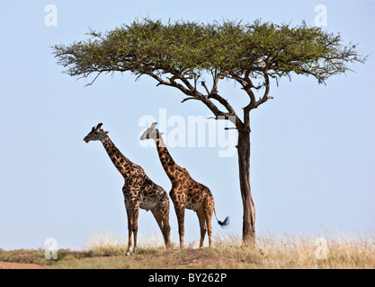 Due giraffe Maasai stessi ombra sotto un albero Balanites sulle pianure del Masai Mara riserva nazionale. Foto Stock
