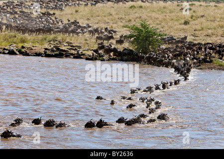 Gnu attraversando il fiume Mara durante la loro migrazione annuale dal Serengeti National Park in Tanzania settentrionale per la Foto Stock