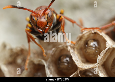 Red wasp sopra il nido proteggendo le uova in sviluppo Foto Stock