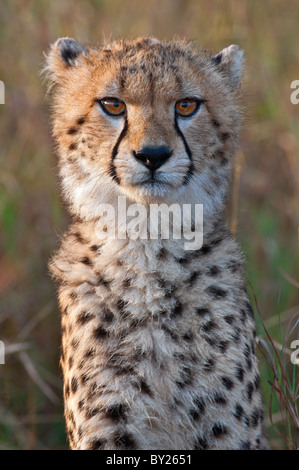 Un giovane ghepardo cub nei primi giorni di sole del mattino. Masai-Mara Riserva nazionale Foto Stock