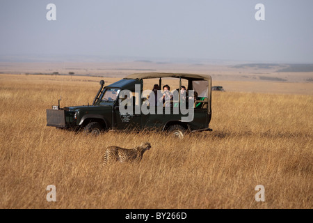 Kenia Masai Mara. I turisti su safari godendo la vista di un ghepardo fuori la caccia in pianure erbose del Masai Mara. Foto Stock