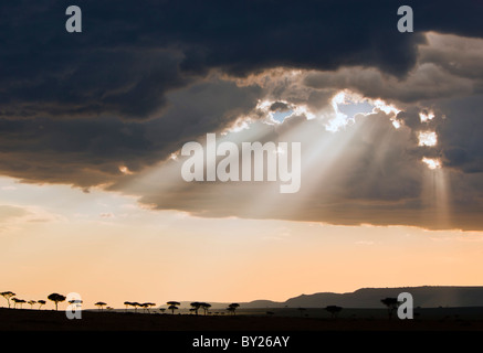 Nel tardo pomeriggio sun si rompe in pioggia nuvole nella Riserva Nazionale di Masai Mara scontornamento Balanites alberi. Foto Stock