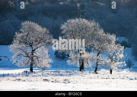 Retro-illuminato alberi coperti di neve e gelo trasformata per forte gradiente. Foto Stock
