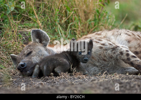 Un macchiato Iena e cub Masai-Mara nella riserva nazionale. Foto Stock