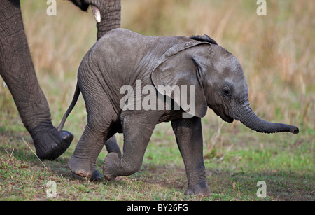 Un piccolo elefante di vitello con sua madre vicino in Masai Mara riserva nazionale Foto Stock
