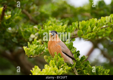 Brahminy Myna o Brahminy Starling (Sturnia pagodarum) a Yala NP, Sri Lanka. (Fotografato nel gennaio 2011) Foto Stock