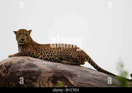 Leopardo dello Sri Lanka Panthera Pardus Kotiya su una roccia in piovoso wet weather a Yala NP. (N.B. Questo è un alto ISO 3200 immagine) Foto Stock