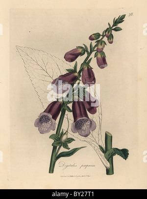 Foxglove viola, Digitalis purpurea. Foto Stock