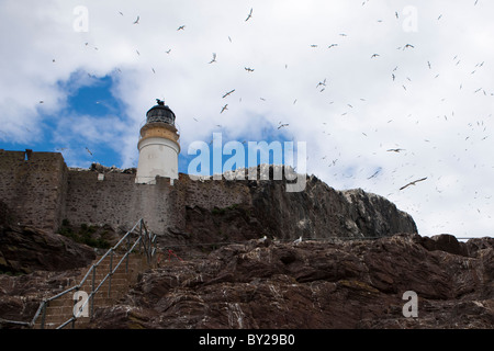 Sule volo sopra il faro di Bass Rock Foto Stock