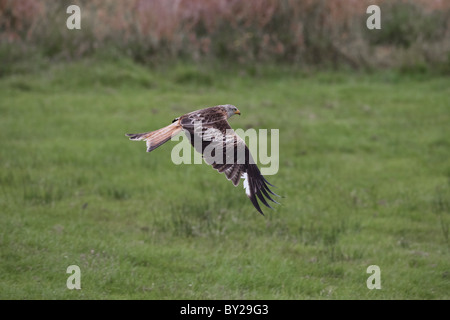 Nibbio reale in volo su un campo erboso Foto Stock