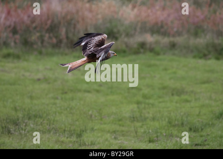 Nibbio reale in volo su un campo erboso Foto Stock