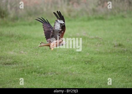 Nibbio reale in volo su un campo erboso Foto Stock