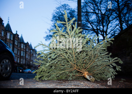 Fine della stagione festiva. Importazioni oggetto di dumping di alberi di Natale in attesa per la raccolta differenziata dei rifiuti. Foto Stock