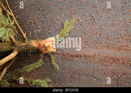 Fine della stagione festiva. Importazioni oggetto di dumping di alberi di Natale in attesa per la raccolta differenziata dei rifiuti. Foto Stock