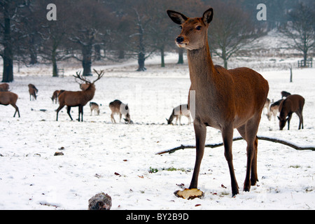 Un cervo nella neve durante l'inverno Foto Stock