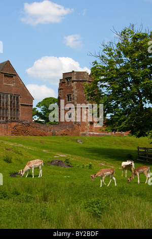 Red Deer a Glenfield Lodge parco vicino Coalville in East Midlands Foto Stock