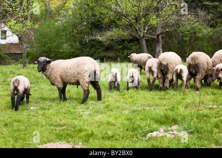 Pecore e agnelli pascolano in campo Foto Stock