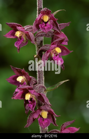 Rosso scuro helleborine / Royal helleborine (atrorubens bergonii) in fiore Foto Stock