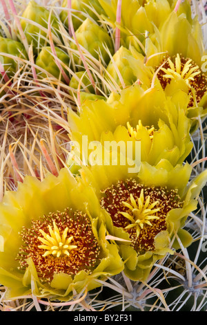 Barrel Cactus (Ferocactus cylindraceus) in fiore in Anza Borrego Desert State Park, California, Stati Uniti d'America Foto Stock