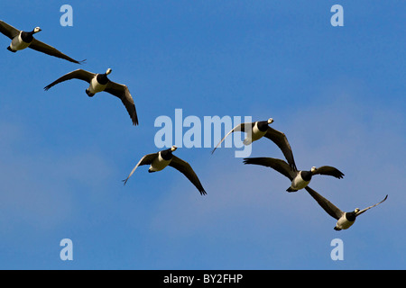 Oche facciabianca (Branta leucopsis) gregge in volo, Germania Foto Stock