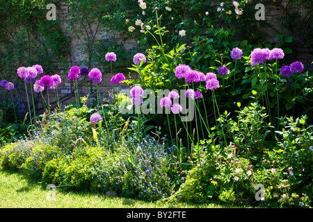 Viola alliums al confine di una cinta muraria del paese inglese giardino estivo Foto Stock