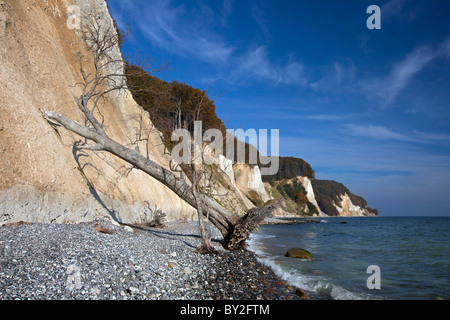 Chalk cliffs e Albero caduto a causa di erosione in Jasmund National Park sulla isola di Rügen sul Mar Baltico, Germania Foto Stock