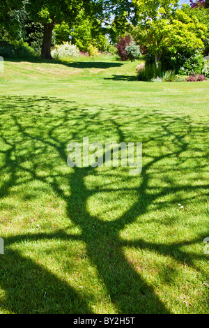 Un modello di ombre sull'erba sotto un albero in un paese di lingua inglese giardino estivo Foto Stock