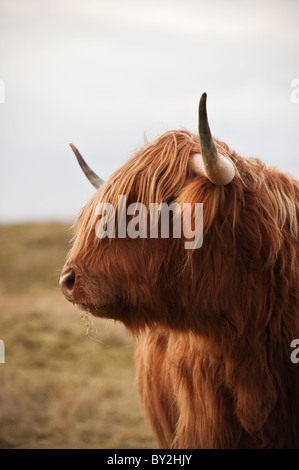 Ritratto di Scottish Highland mucca Foto Stock