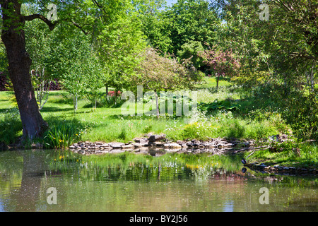 Un grande stagno ornamentale o piccolo lago in un paese di lingua inglese giardino in estate Foto Stock