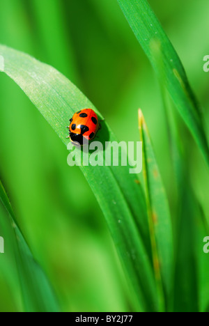 Little Red coccinella sul verde brillante delle foglie di erba (messa a fuoco selettiva su coccinella indietro) Foto Stock