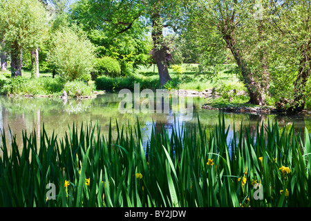 Un grande stagno ornamentale o piccolo lago in un paese di lingua inglese giardino in estate Foto Stock