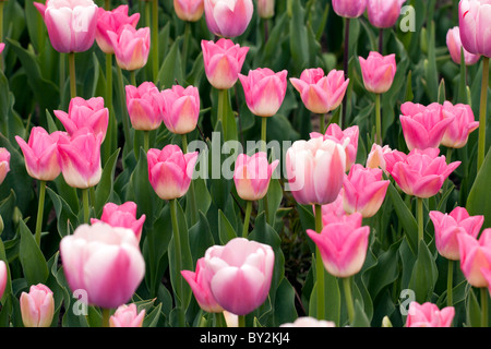 Letto di fiori di rosa tulipani nel giardino. Foto Stock
