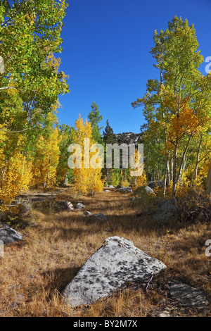 Bellissimo paesaggio autunnale - gli alberi di giallo, verde e foglie di colore arancione Foto Stock