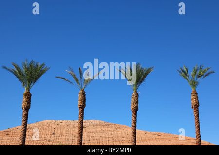 Un oasi nel deserto. Tre alberi di palma nel deserto rosso Foto Stock