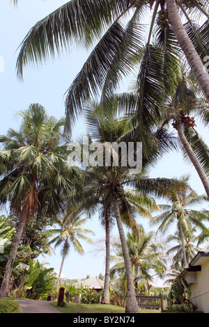 TROPICAL RESORT VANUATU BDA Foto Stock