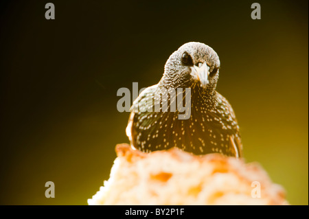 Avidi di starling messily mangiare Foto Stock