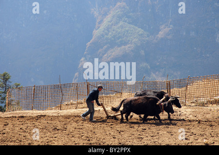 Un contadino nepalese utilizzando i buoi per arare il suo campo Foto Stock