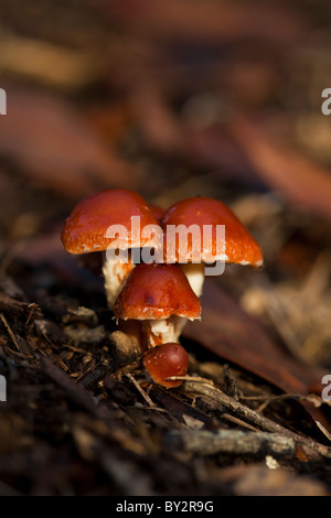 Funghi shot al livello del suolo con una messa a fuoco nitida e profondità di campo. Foto Stock