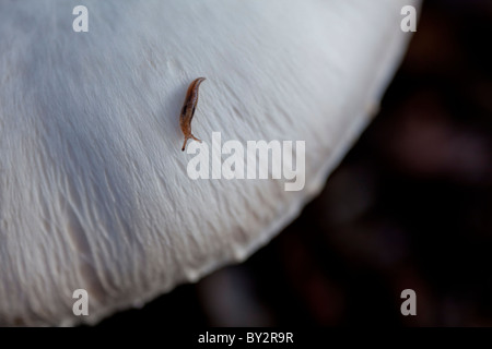 Funghi shot al livello del suolo con una messa a fuoco nitida e profondità di campo. Foto Stock