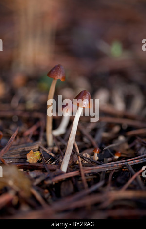 Funghi shot al livello del suolo con una messa a fuoco nitida e profondità di campo. Foto Stock