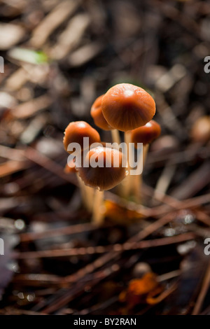 Funghi shot al livello del suolo con una messa a fuoco nitida e profondità di campo. Foto Stock