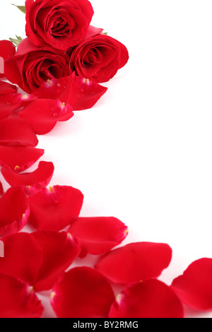 Primo piano di una rosa rossa con petali su sfondo bianco Foto Stock