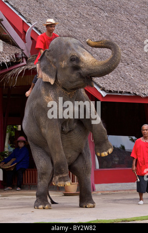 Un elefante spettacolo con elefanti asiatici al 'Thai Cultural Village' al Rose Garden Riverside Hotel in Tailandia Foto Stock