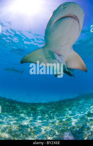 Lo squalo limone volo Foto Stock